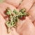 Brown capsules forming