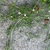 Stems creeping along the ground