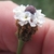 Side view of flower spike