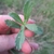 Small leaves opposite on the stem
