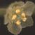 Phyllanthus tenellus