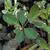 Phyllanthus tenellus