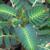 Phyllanthus urinaria L.