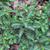 Phyllanthus urinaria L.