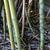 Stem closeup