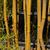 Phyllostachys aureosulcata