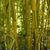 Phyllostachys aureosulcata