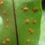 Leaf Blade