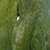 Leaf Blade