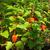 Physalis spp.
