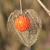 Physalis alkekengi