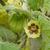 Physalis spp.