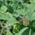 Physalis peruviana