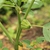 Fruit and Leaves