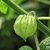 A husk formed around the fruit.