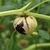 Ripe purple fruit bursts out of the papery husk.