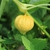 Fruit