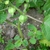 Physalis pruinosa