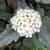 Physocarpus opulifolius 'Diablo'