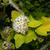 Physocarpus opulifolius 'Podaras 3' Lemon Candy