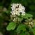 Physocarpus opulifolius 'SMNPOTWG' Tiny Wine® Gold