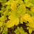 Physocarpus opulifolius 'Podaras 3' Lemon Candy