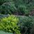Physocarpus opulifolius 'Podaras 3' Lemon Candy