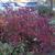 Fall shrub form