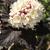 Close up of flower