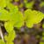 Physocarpus opulifolius 'SMNPOTWG' Tiny Wine® Gold