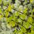 Physocarpus opulifolius 'SMNPOTWG' Tiny Wine® Gold