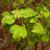 Physocarpus opulifolius 'SMNPOTWG' Tiny Wine® Gold