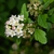 Physocarpus opulifolius 'SMNPOTWG' Tiny Wine® Gold