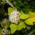 Physocarpus opulifolius 'SMNPOTWG' Tiny Wine® Gold