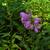 Physostegia virginiana in the summer in Moore County