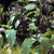 Leafy shoot with erect stalks bearing black fruits.