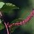 Purple stem, calyx & berries - Warren Co., NC