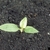 Small sedling