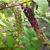 Phytolacca americana