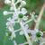 Phytolacca americana