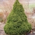 Form