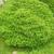 Picea abies 'Nidiformis'