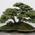 Picea abies 'Nidiformis' bonsai