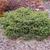 Picea abies 'Nidiformis'