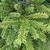 Picea abies 'Pumila'