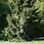 Picea orientalis 'Nana'