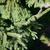 Picea orientalis 'Nana'