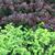 Picea abies 'Nidiformis'