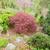 Picea abies 'Pumila'