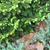 Picea abies 'Pumila'